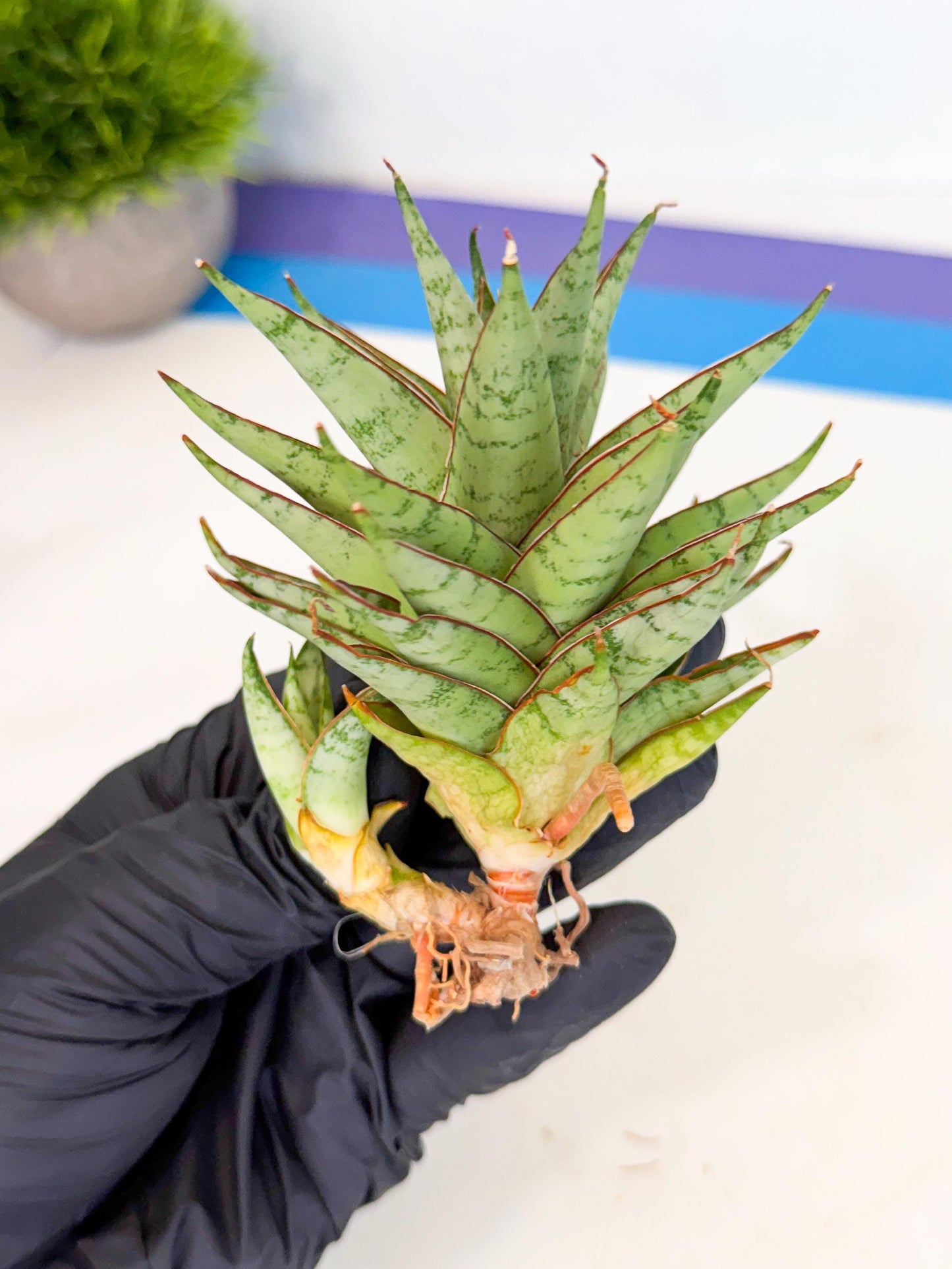 Sansevieria Dararai (Ca3) (4) | Imported Sansevieria