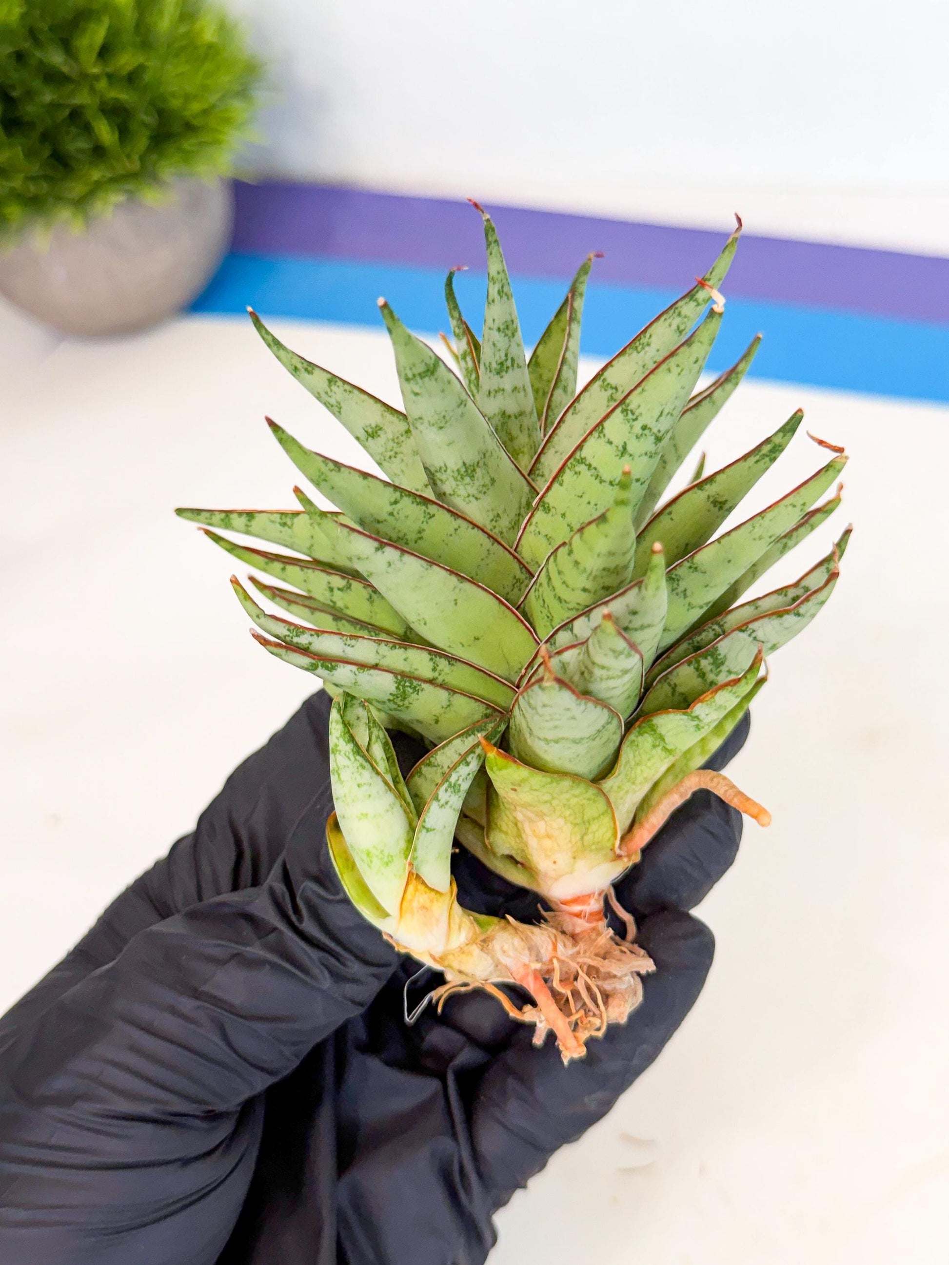 Sansevieria Dararai (Ca3) (4) | Imported Sansevieria