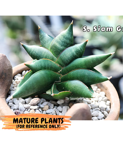 Sansevieria Siam Green Uny (Ca3) (6) | Imported Sansevieria
