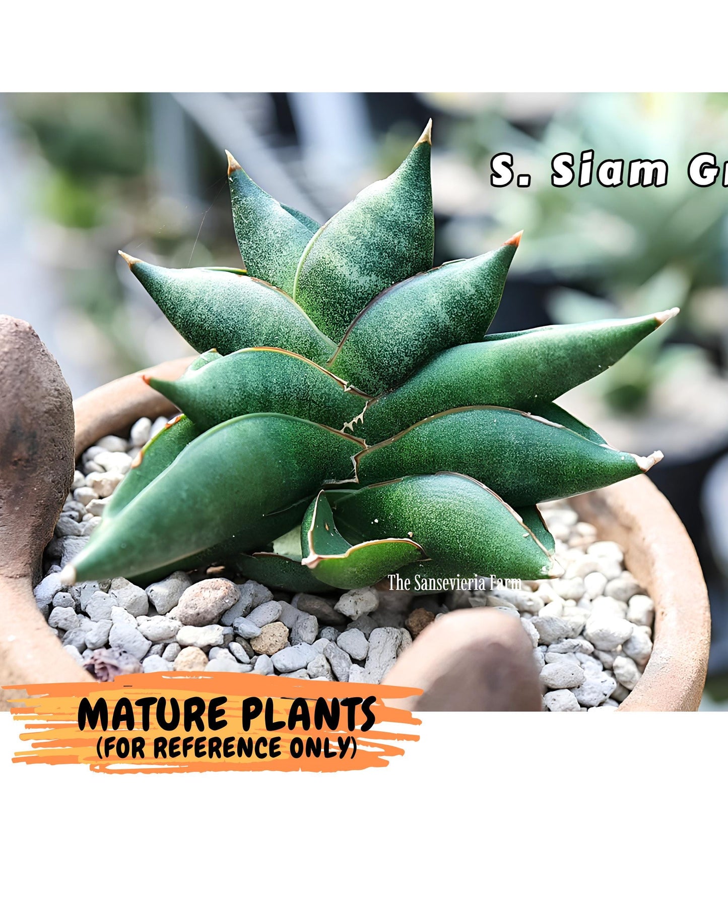 Sansevieria Siam Green Uny (Ca3) (5) | Imported Sansevieria