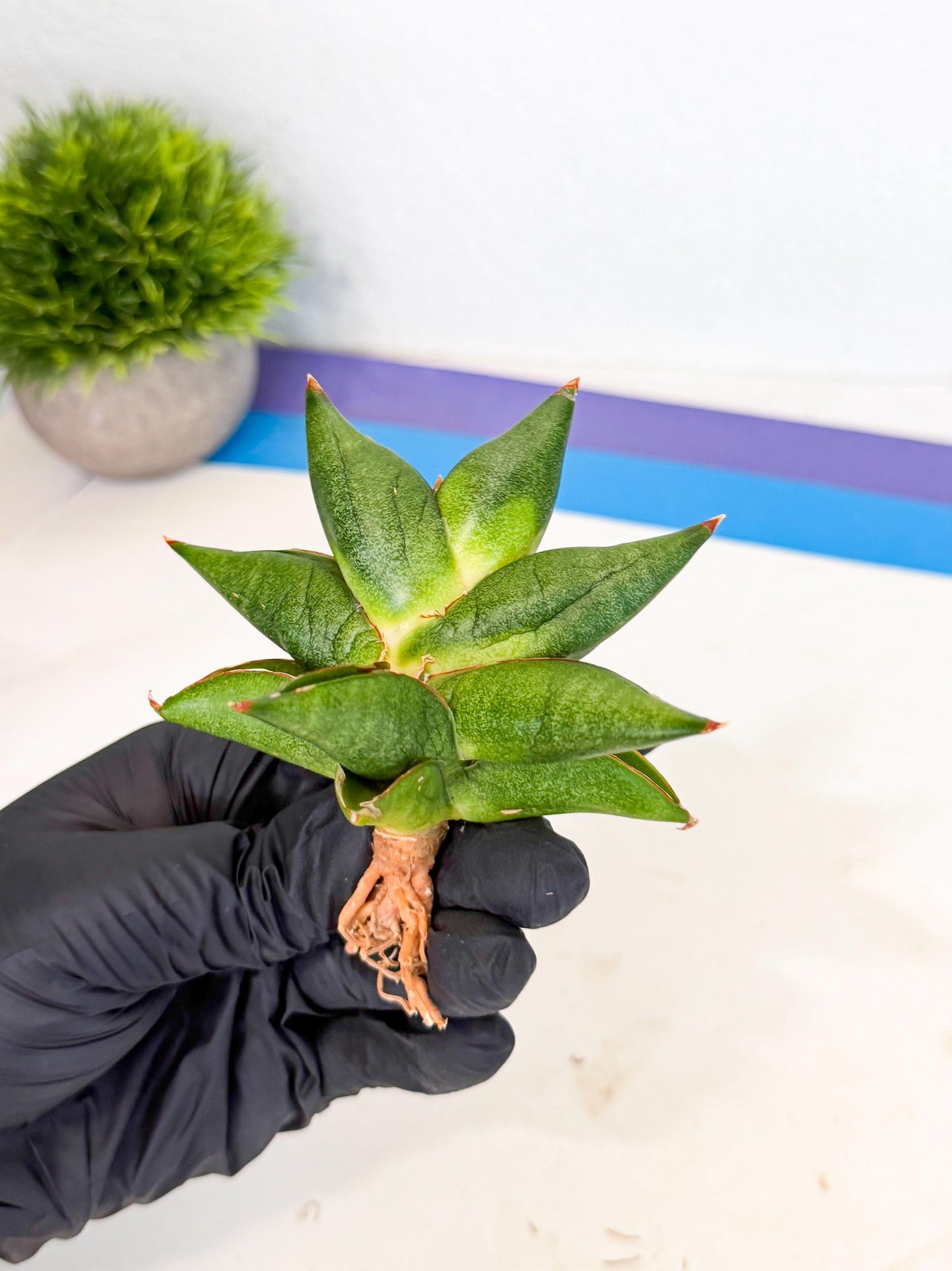 Sansevieria Siam Green Uny (Ca3) (5) | Imported Sansevieria
