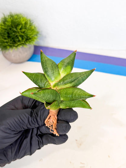 Sansevieria Siam Green Uny (Ca3) (5) | Imported Sansevieria