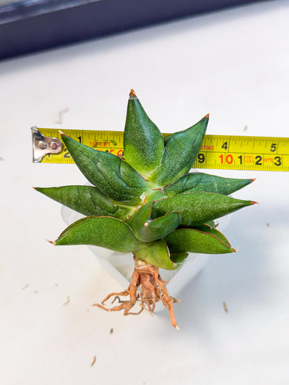 Sansevieria Siam Green Uny (Ca3) (5) | Imported Sansevieria