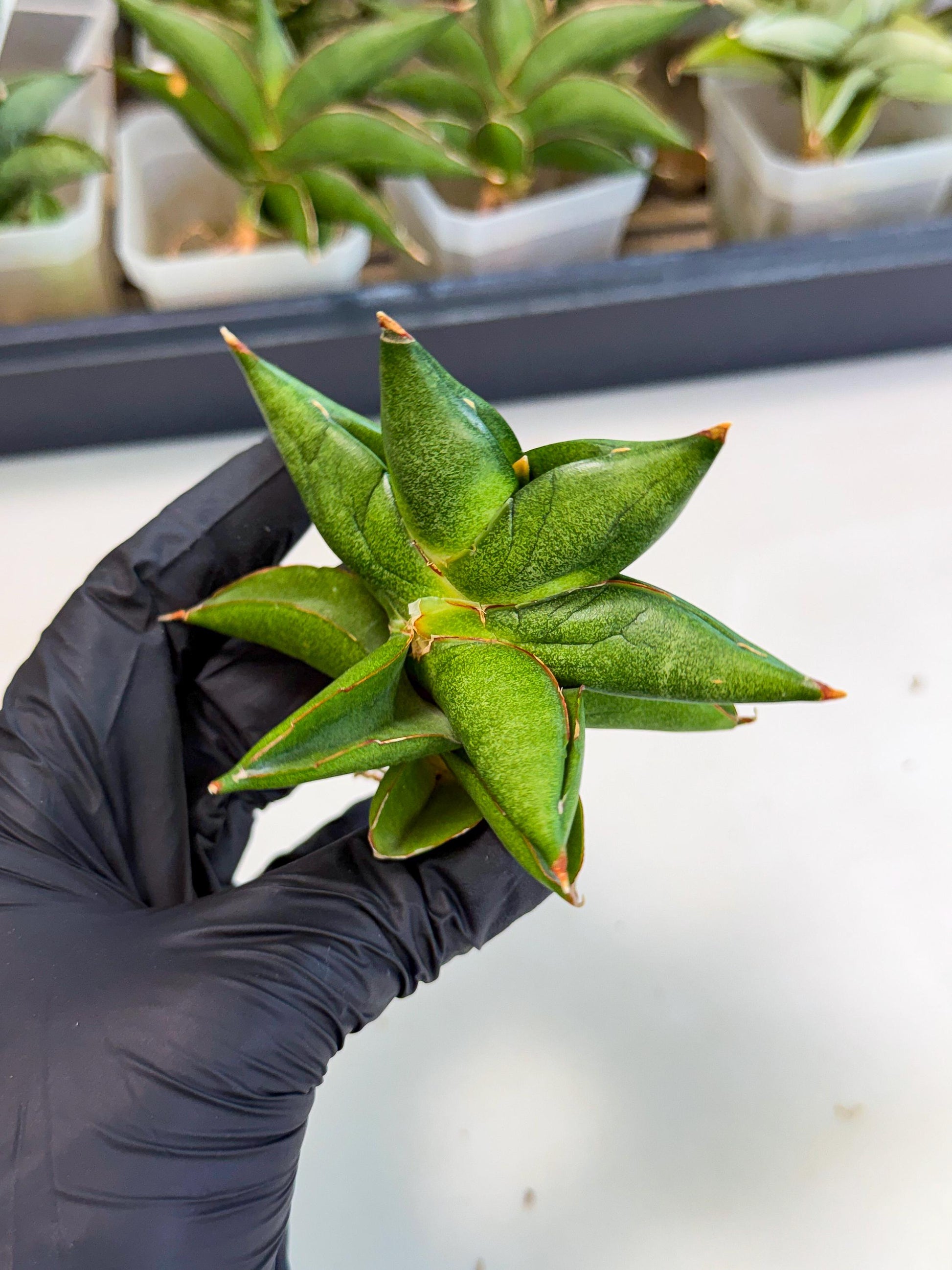 Sansevieria Siam Green Uny (Ca3) (5) | Imported Sansevieria