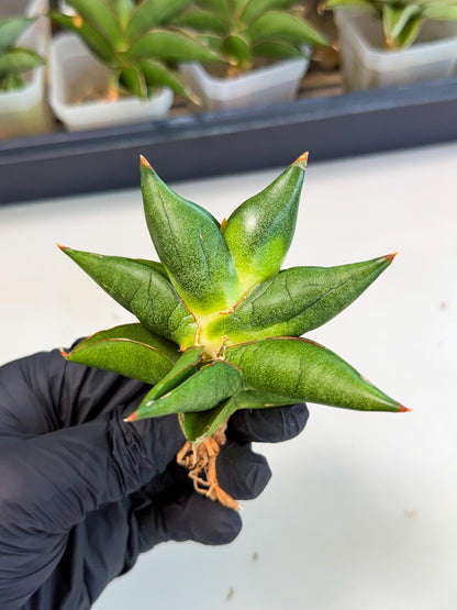 Sansevieria Siam Green Uny (Ca3) (5) | Imported Sansevieria