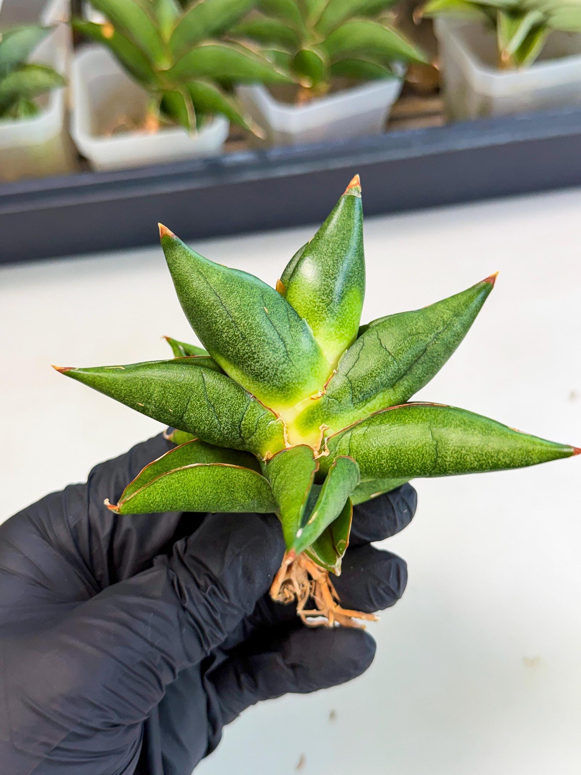 Sansevieria Siam Green Uny (Ca3) (5) | Imported Sansevieria