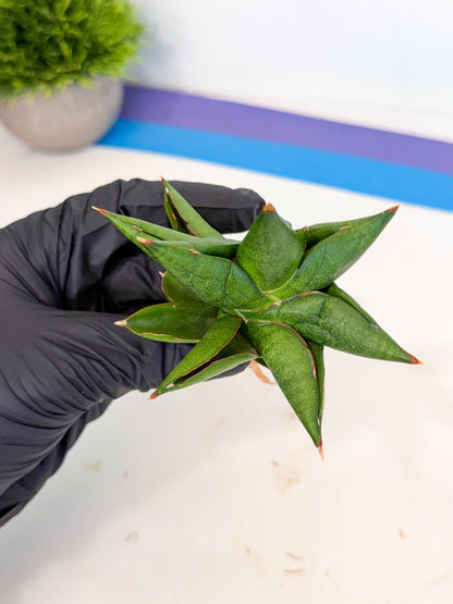 Sansevieria Siam Green Uny (Ca3) (6) | Imported Sansevieria