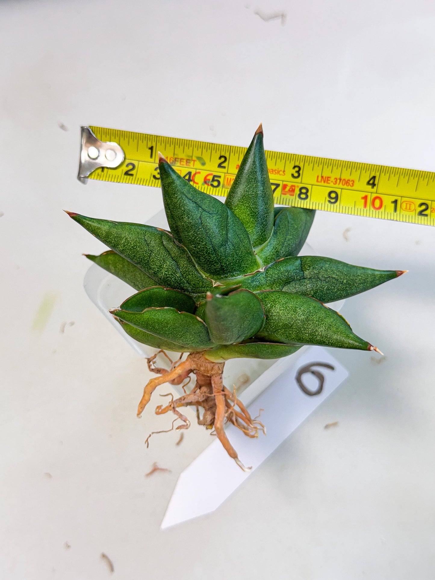 Sansevieria Siam Green Uny (Ca3) (6) | Imported Sansevieria