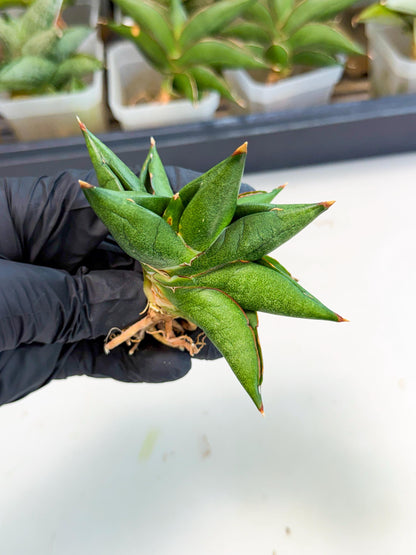 Sansevieria Siam Green Uny (Ca3) (6) | Imported Sansevieria
