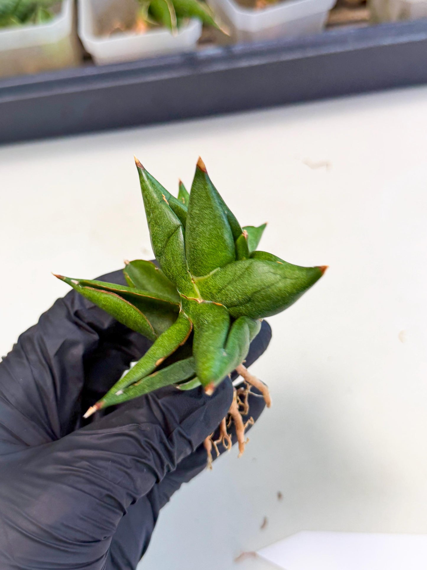 Sansevieria Siam Green Uny (Ca3) (6) | Imported Sansevieria