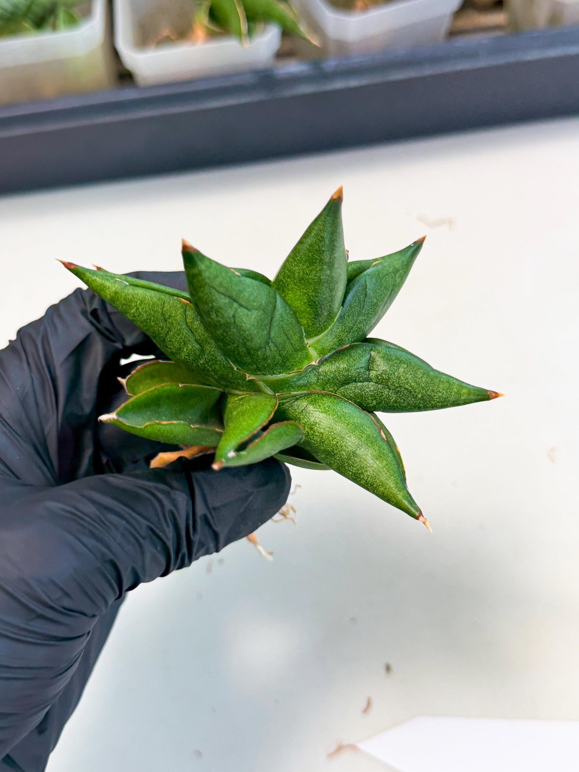 Sansevieria Siam Green Uny (Ca3) (6) | Imported Sansevieria