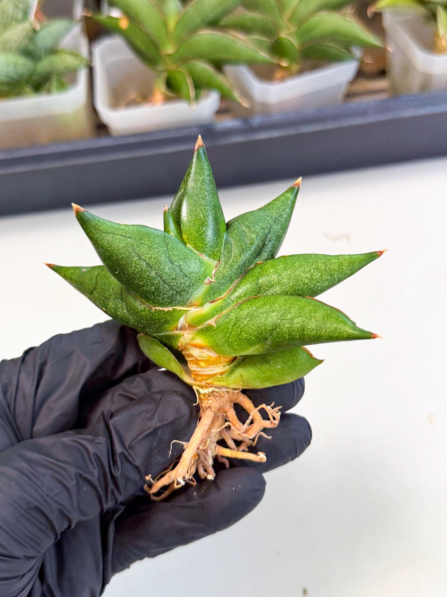 Sansevieria Siam Green Uny (Ca3) (6) | Imported Sansevieria