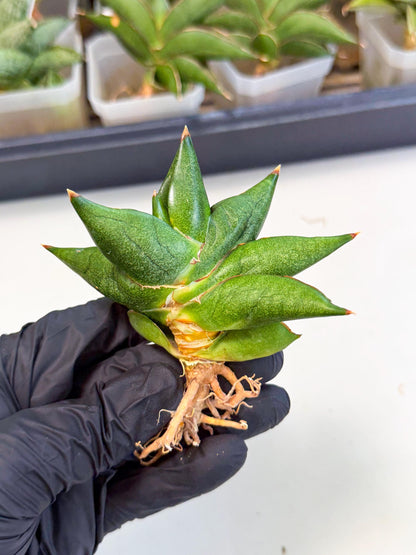 Sansevieria Siam Green Uny (Ca3) (6) | Imported Sansevieria