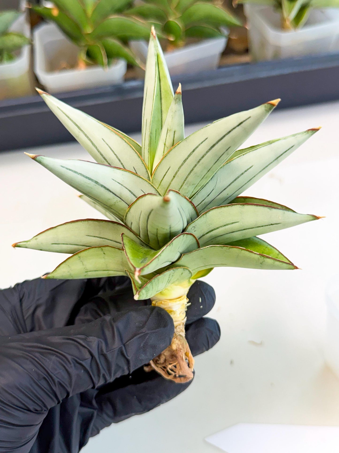 Sansevieria Ice Thorn (ca3) (7) | Rare Import
