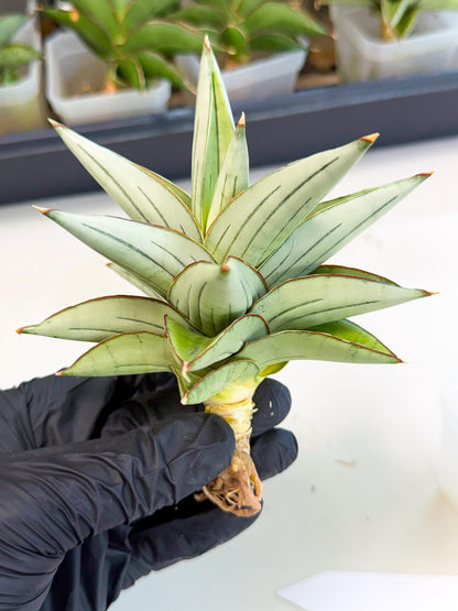 Sansevieria Ice Thorn (ca3) (7) | Rare Import