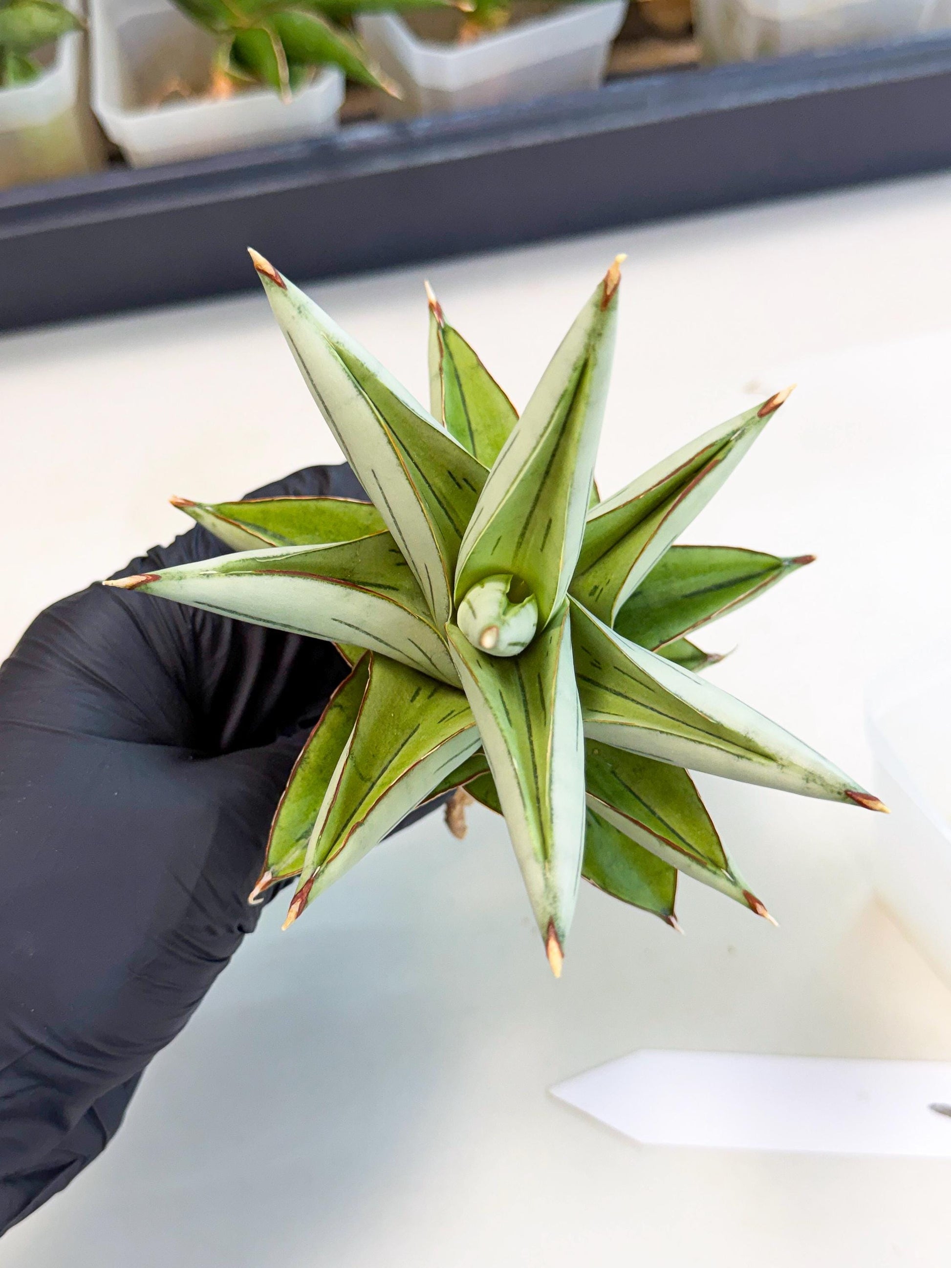 Sansevieria Ice Thorn (ca3) (7) | Rare Import