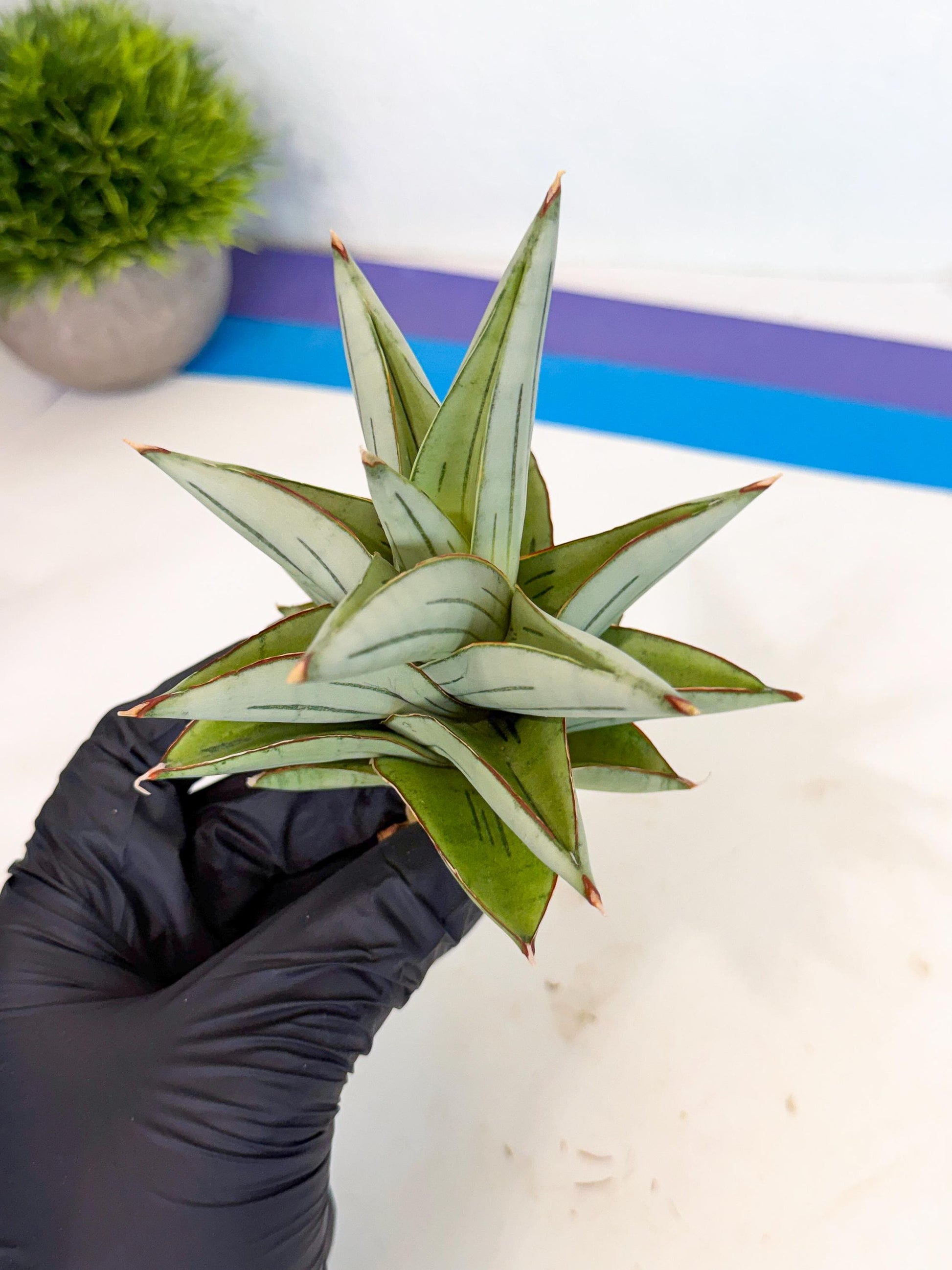 Sansevieria Ice Thorn (ca3) (7) | Rare Import