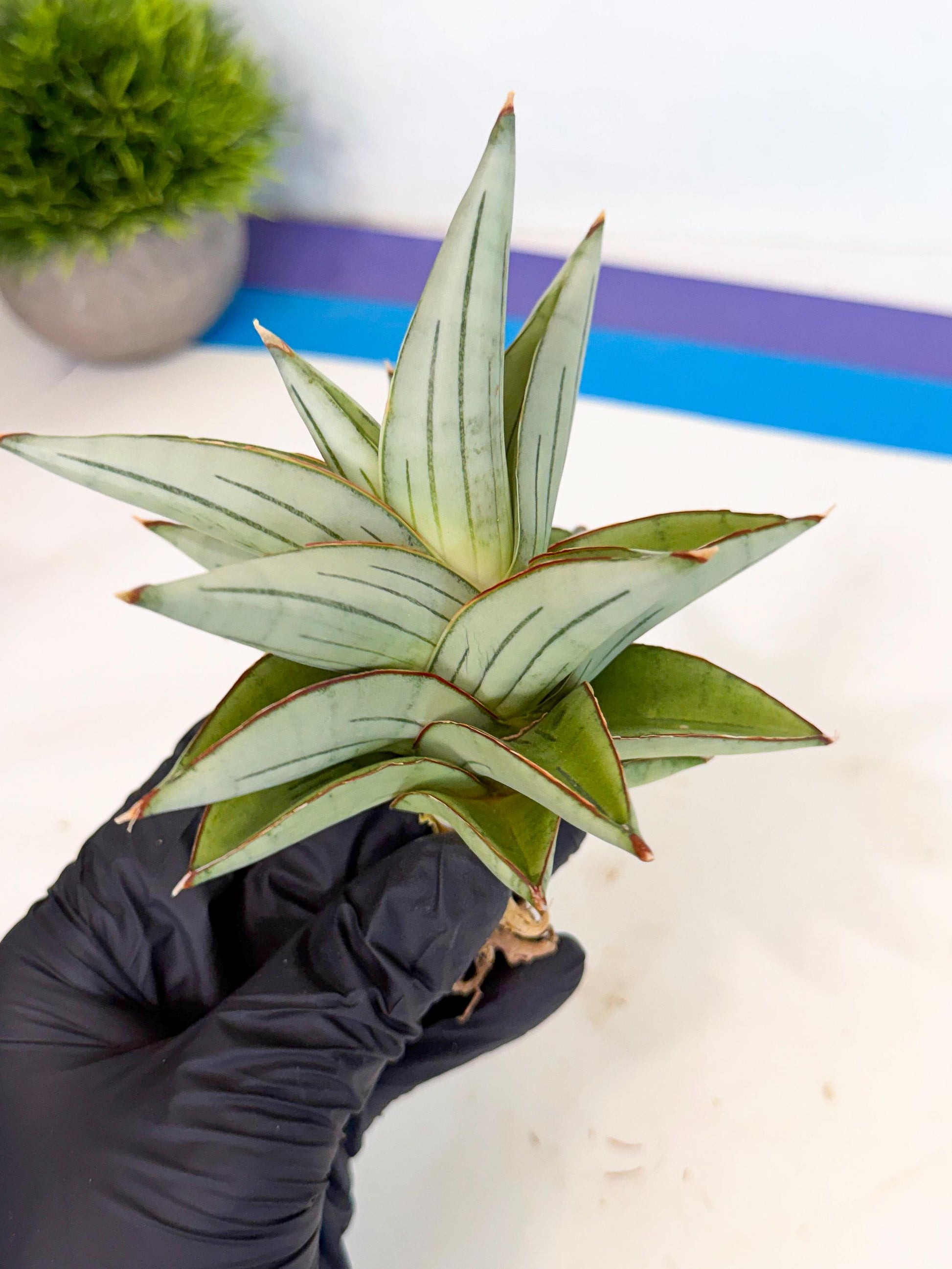 Sansevieria Ice Thorn (ca3) (7) | Rare Import