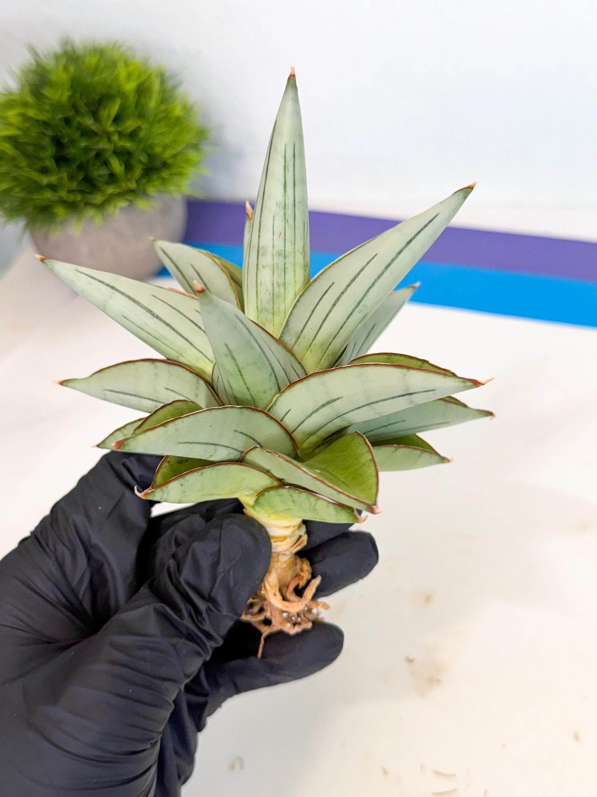 Sansevieria Ice Thorn (ca3) (7) | Rare Import