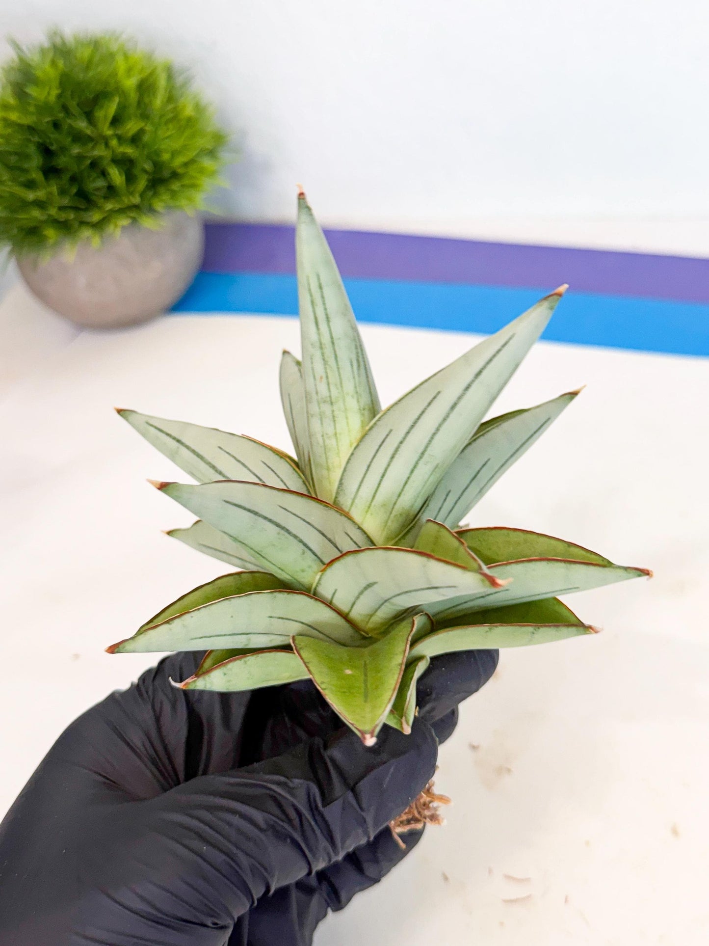 Sansevieria Ice Thorn (ca3) (7) | Rare Import
