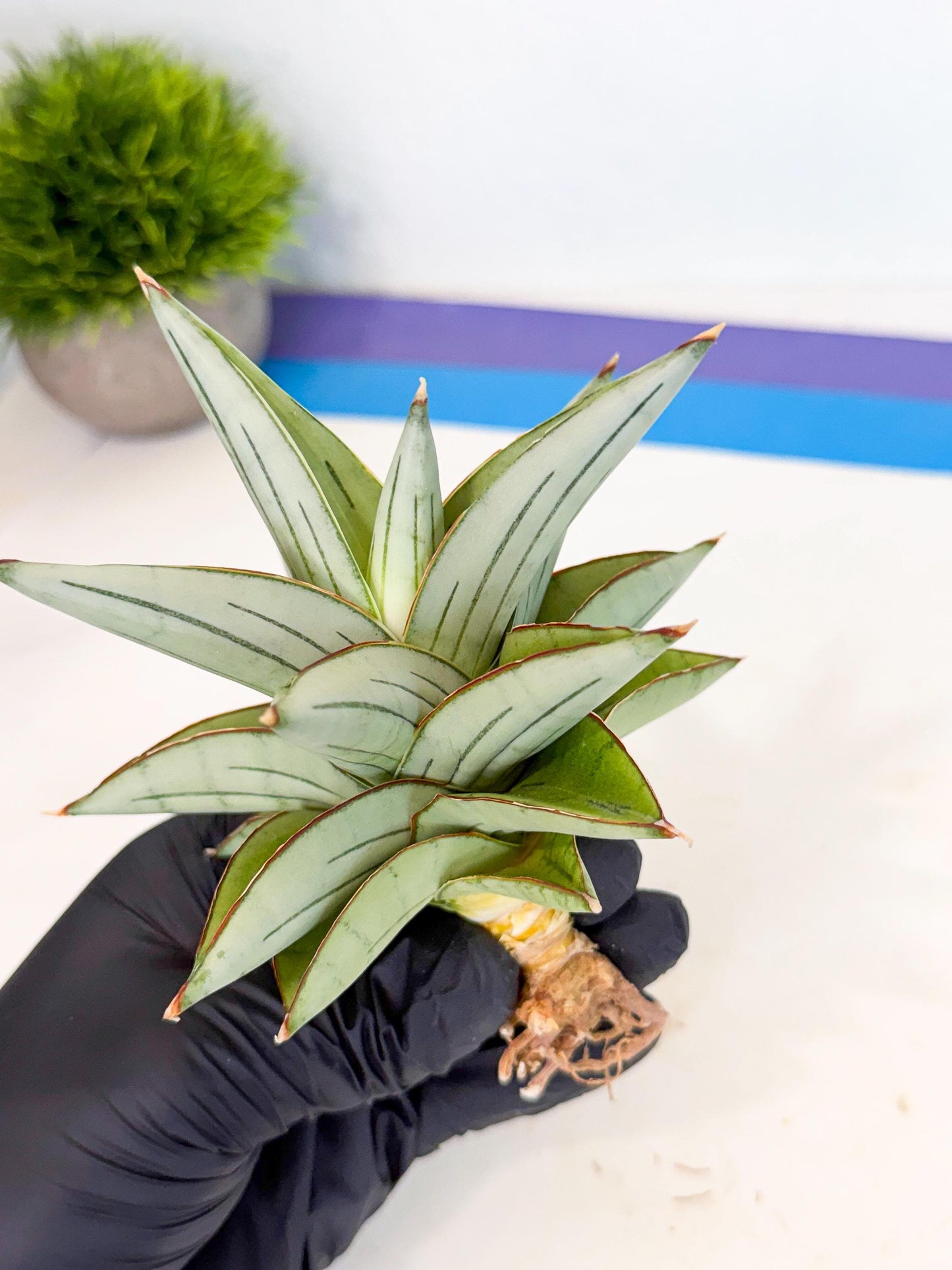 Sansevieria Ice Thorn (ca3) (7) | Rare Import