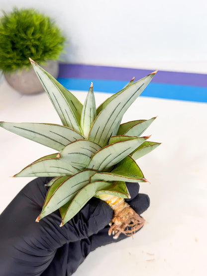 Sansevieria Ice Thorn (ca3) (7) | Rare Import