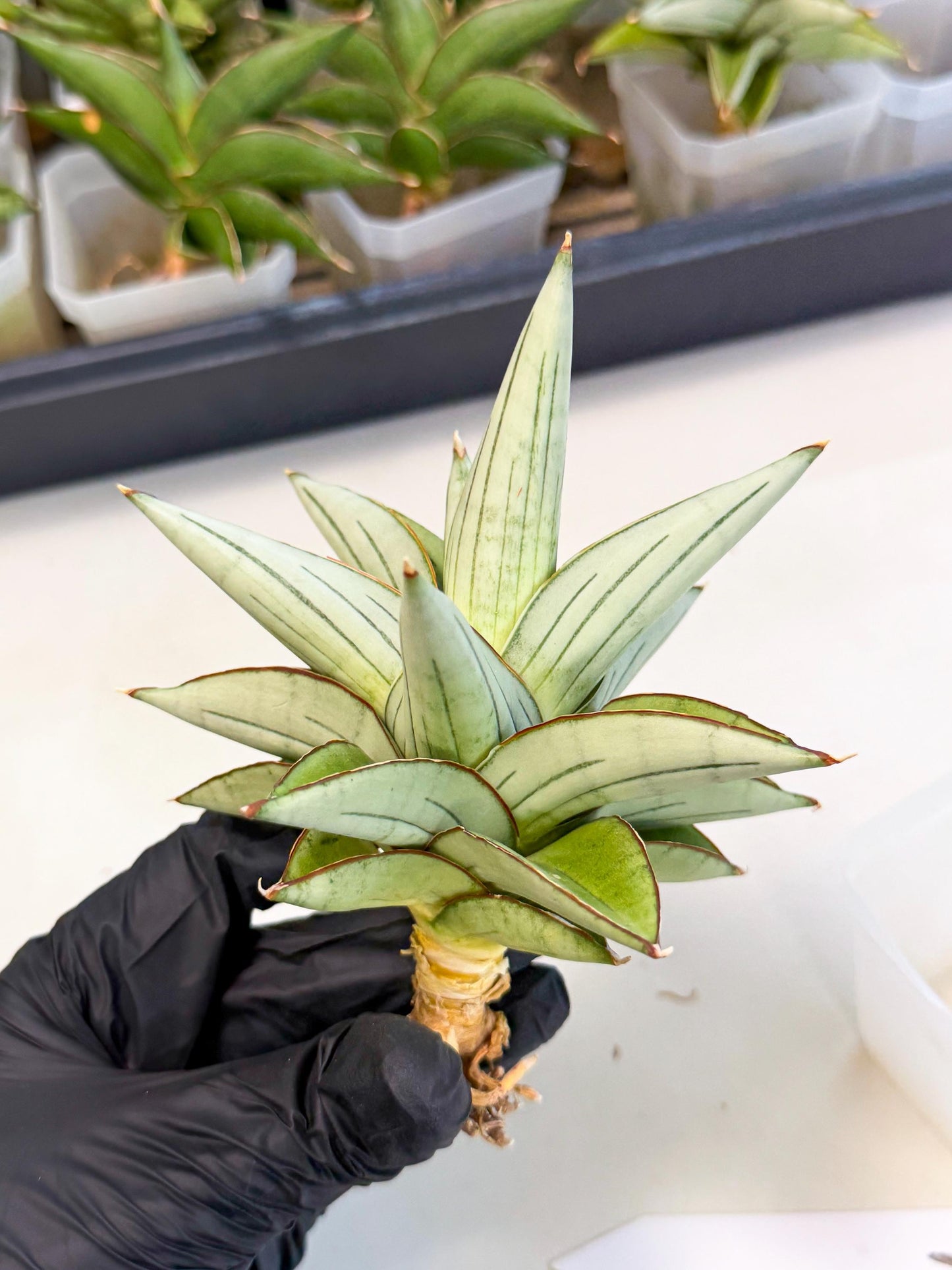 Sansevieria Ice Thorn (ca3) (7) | Rare Import