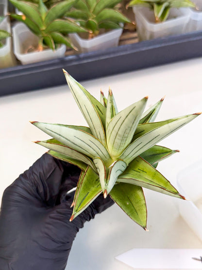 Sansevieria Ice Thorn (ca3) (7) | Rare Import