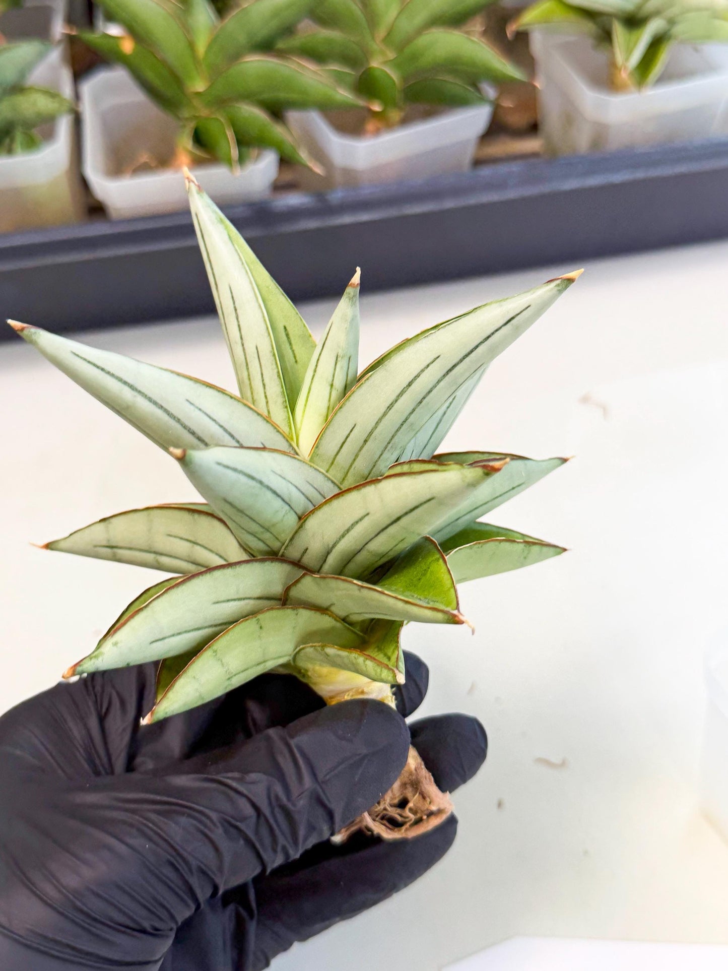 Sansevieria Ice Thorn (ca3) (7) | Rare Import