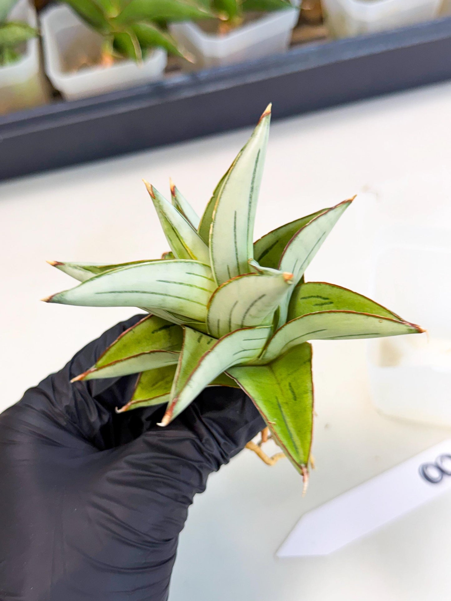Sansevieria Ice Thorn (ca3) (8) | Rare Import