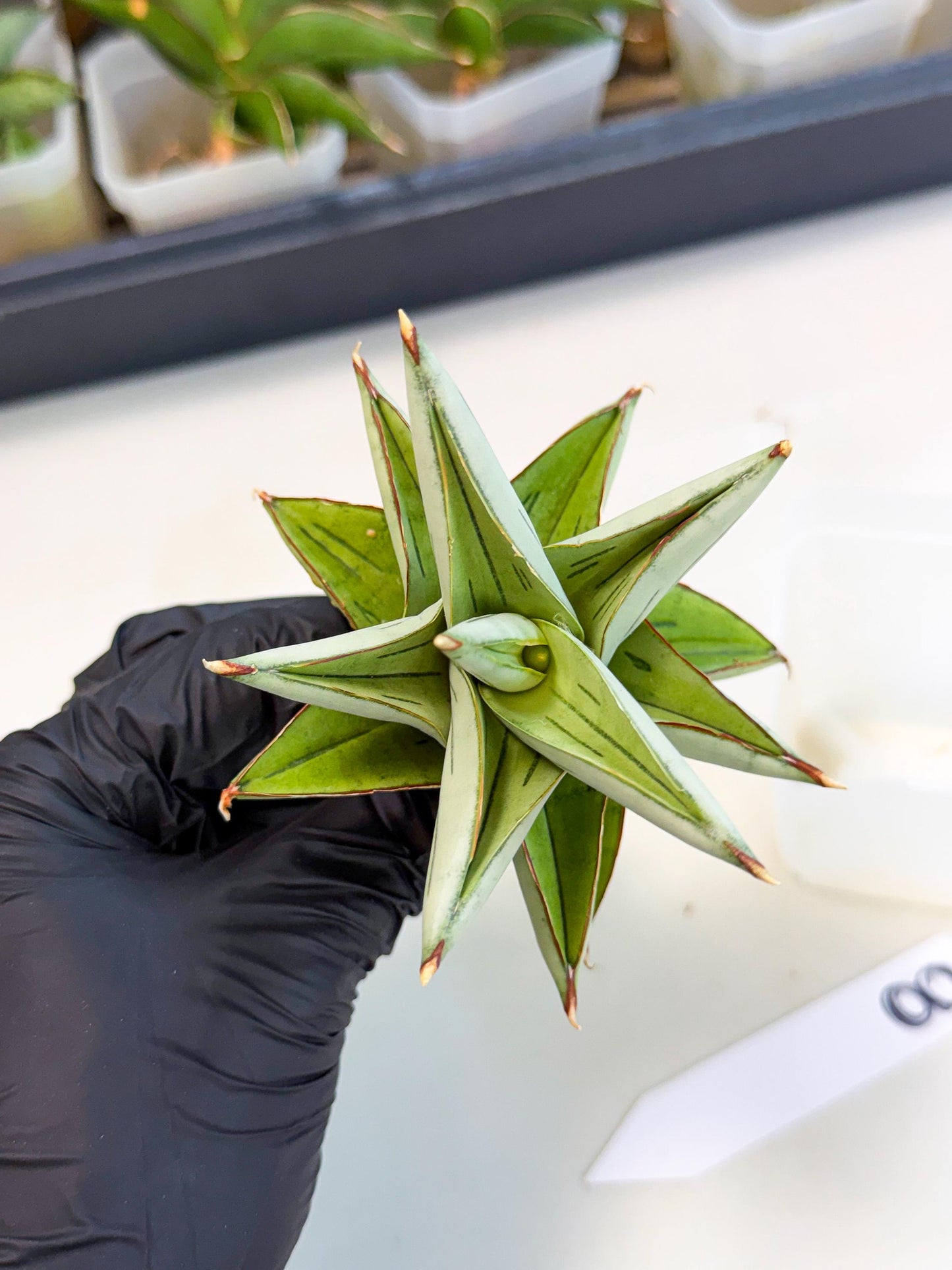 Sansevieria Ice Thorn (ca3) (8) | Rare Import