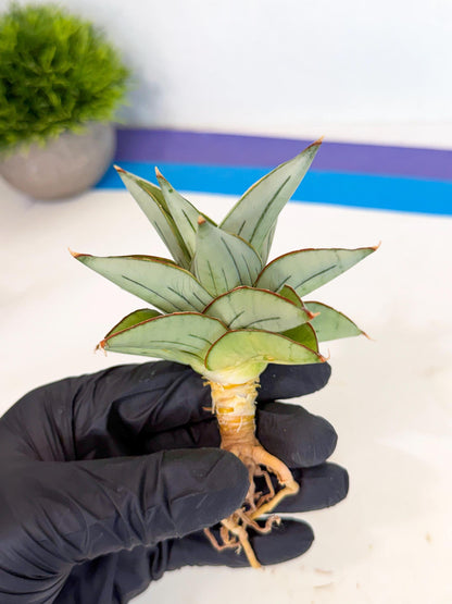 Sansevieria Ice Thorn (ca3) (8) | Rare Import
