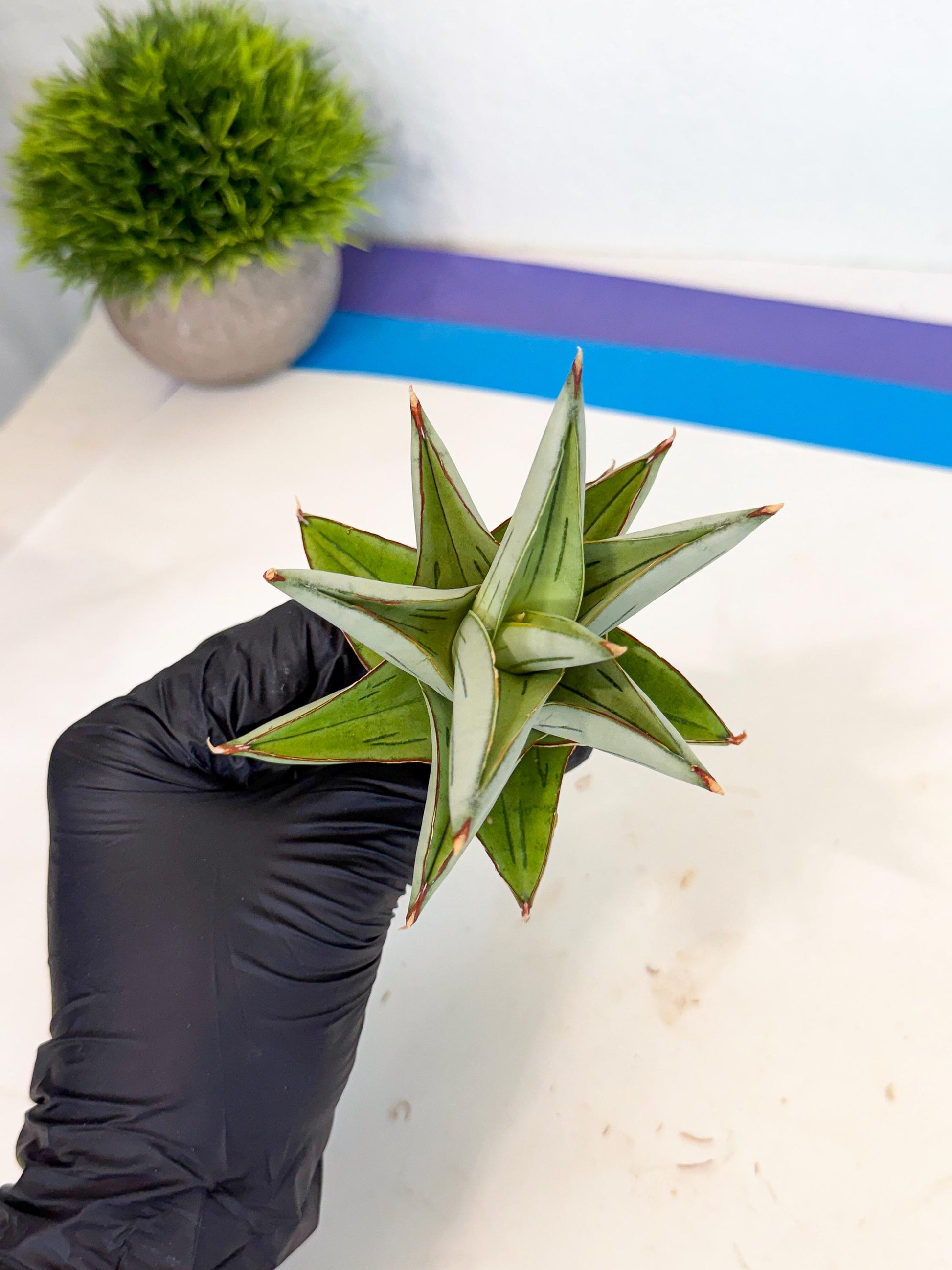 Sansevieria Ice Thorn (ca3) (8) | Rare Import