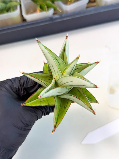 Sansevieria Ice Thorn (ca3) (8) | Rare Import