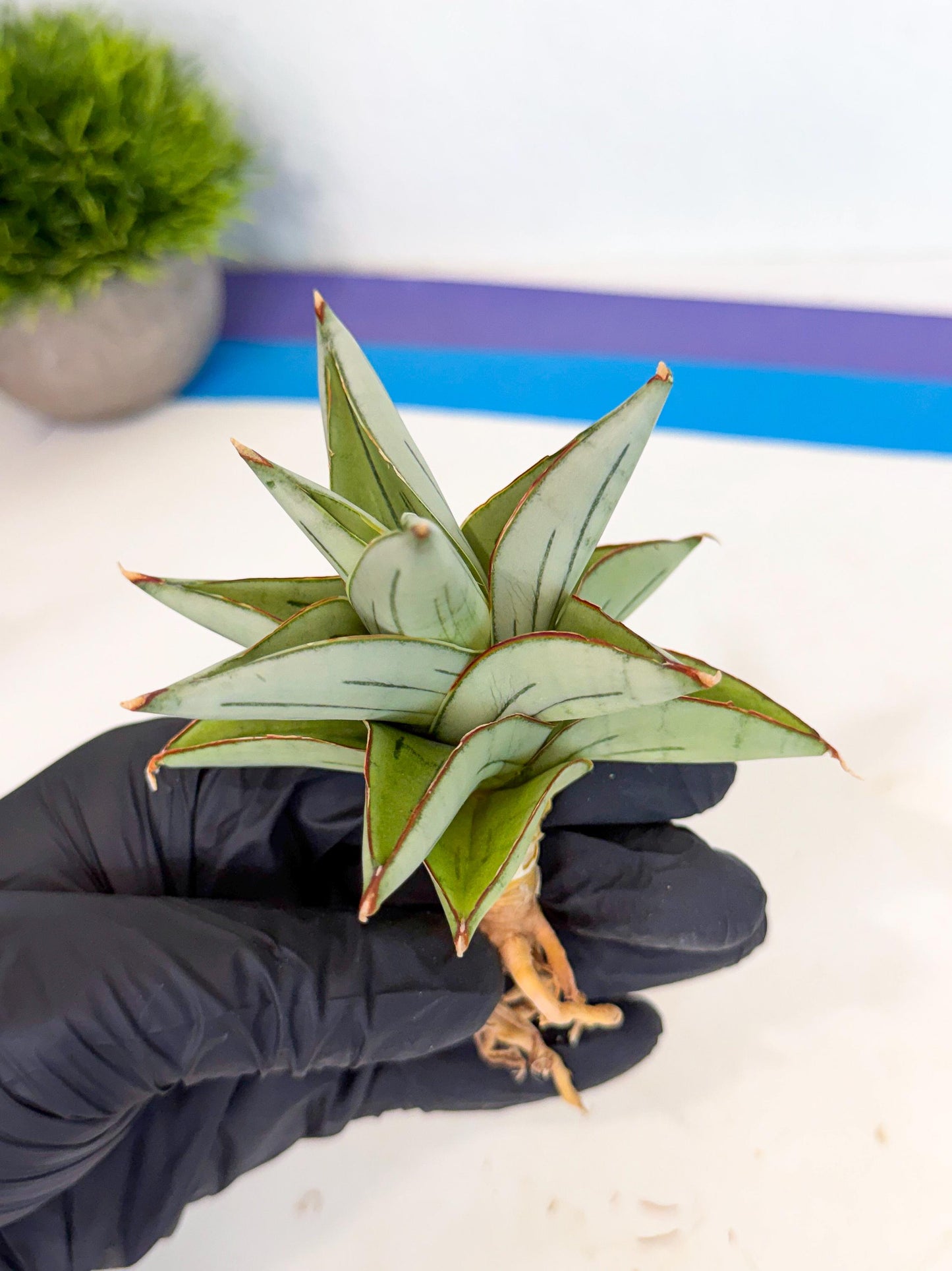 Sansevieria Ice Thorn (ca3) (8) | Rare Import