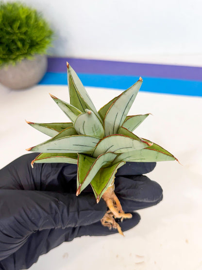 Sansevieria Ice Thorn (ca3) (8) | Rare Import