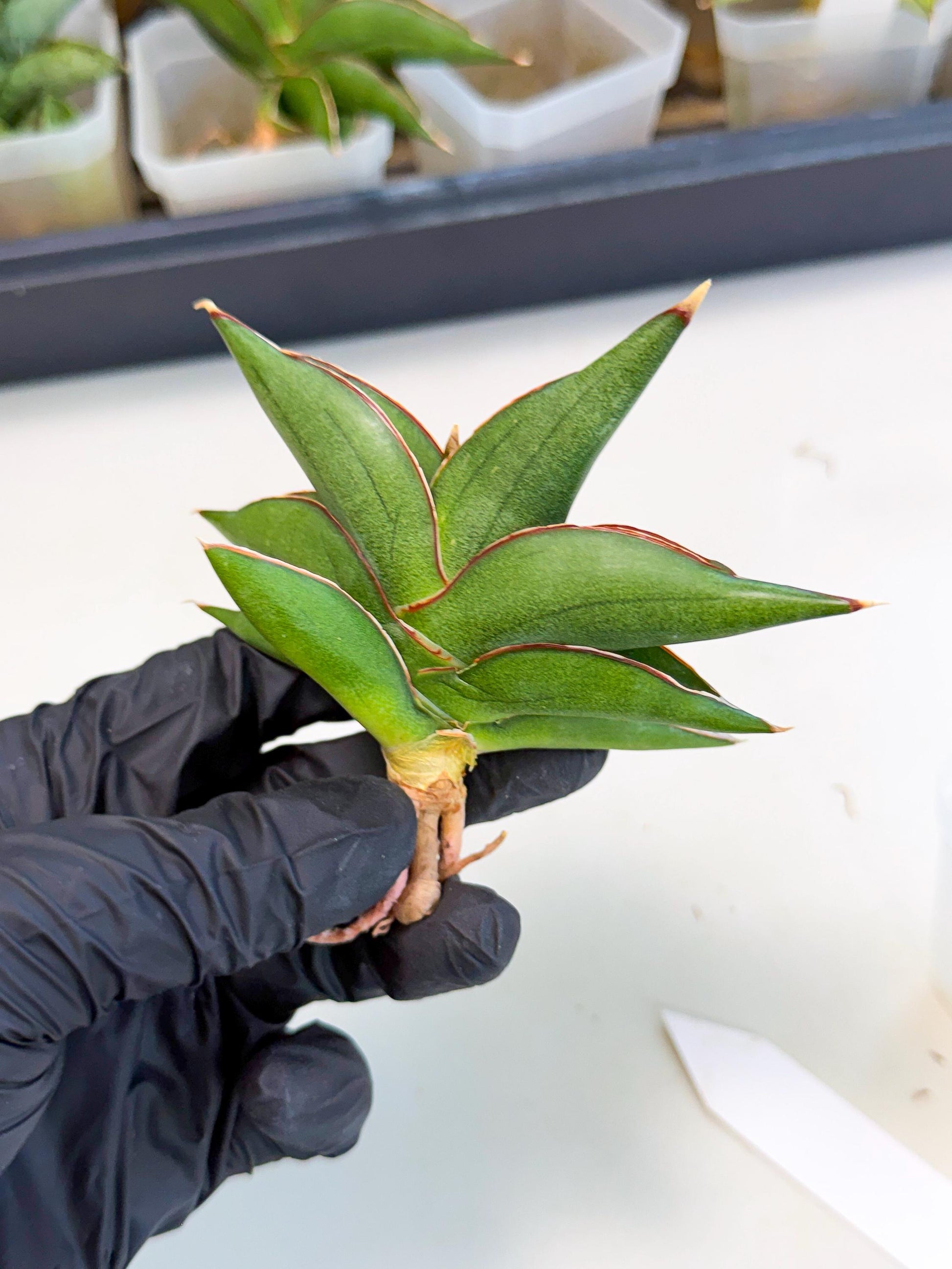 Sansevieria Sawasdee (ca3) (9) | Rare Snake Plant