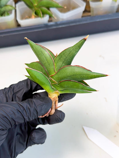 Sansevieria Sawasdee (ca3) (9) | Rare Snake Plant