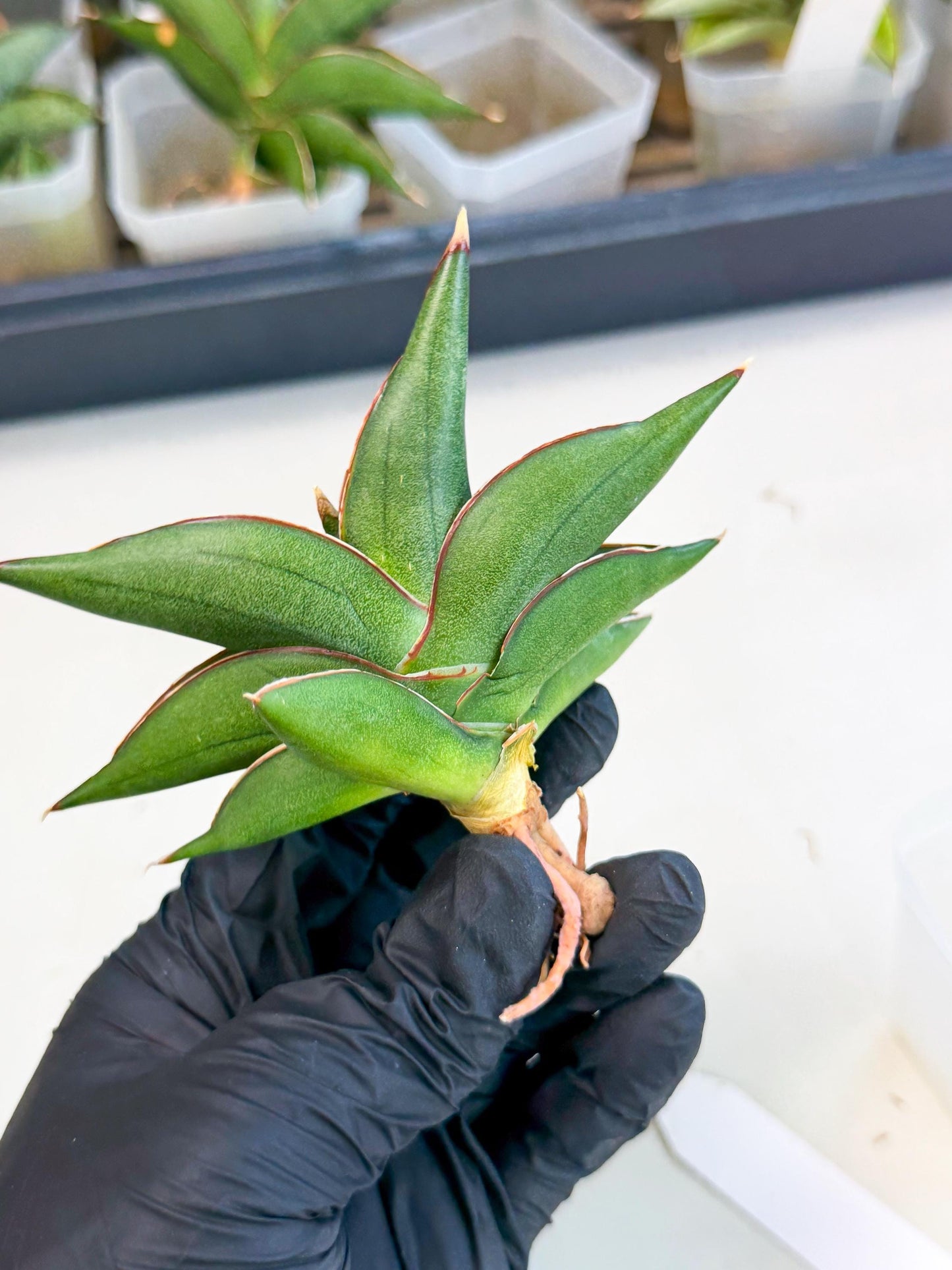 Sansevieria Sawasdee (ca3) (9) | Rare Snake Plant