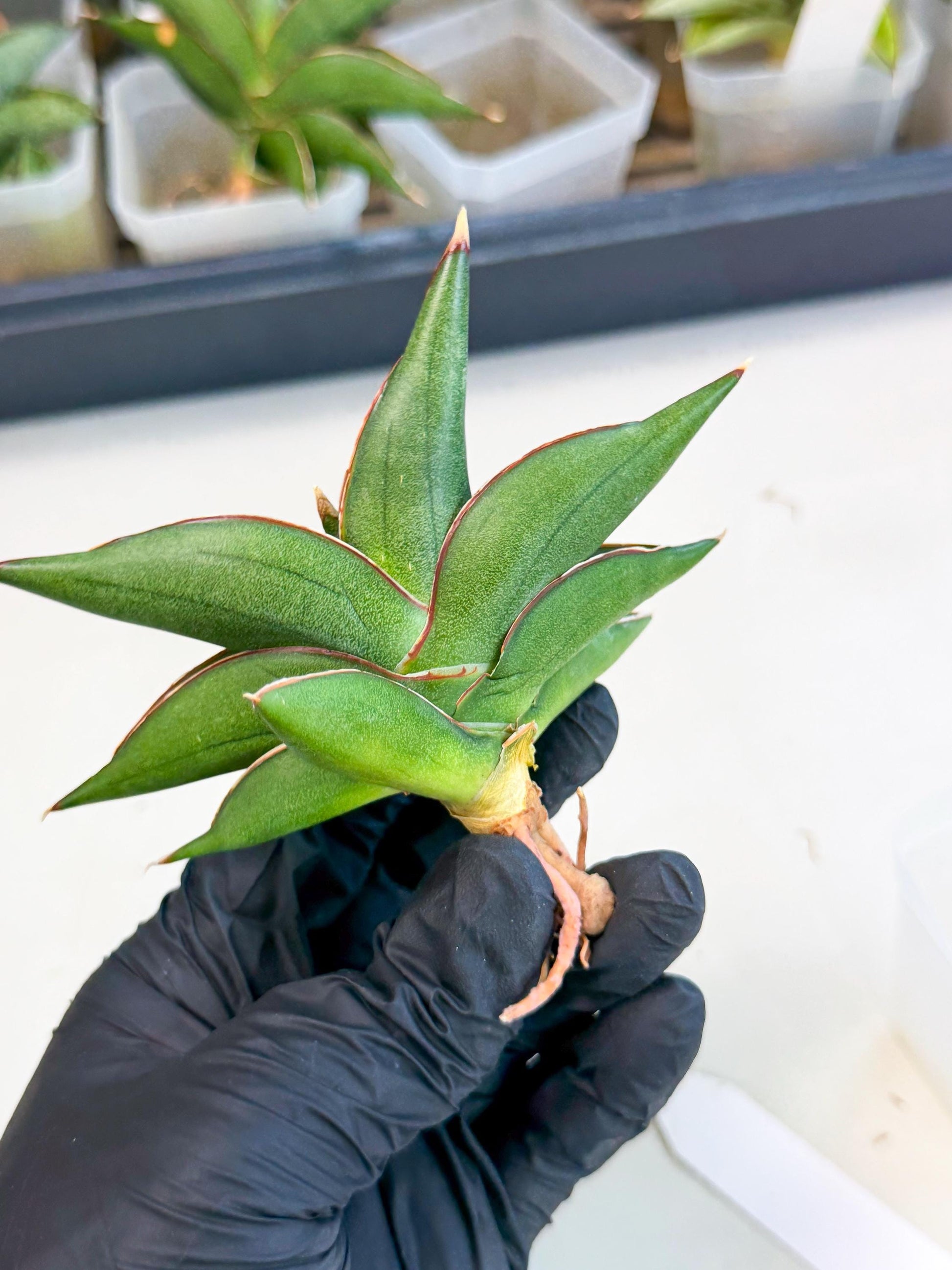 Sansevieria Sawasdee (ca3) (9) | Rare Snake Plant