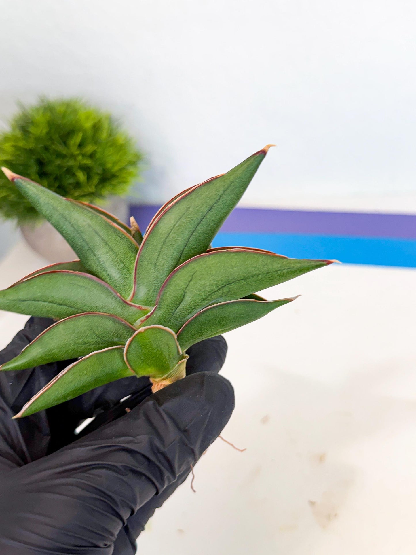 Sansevieria Sawasdee (ca3) (9) | Rare Snake Plant