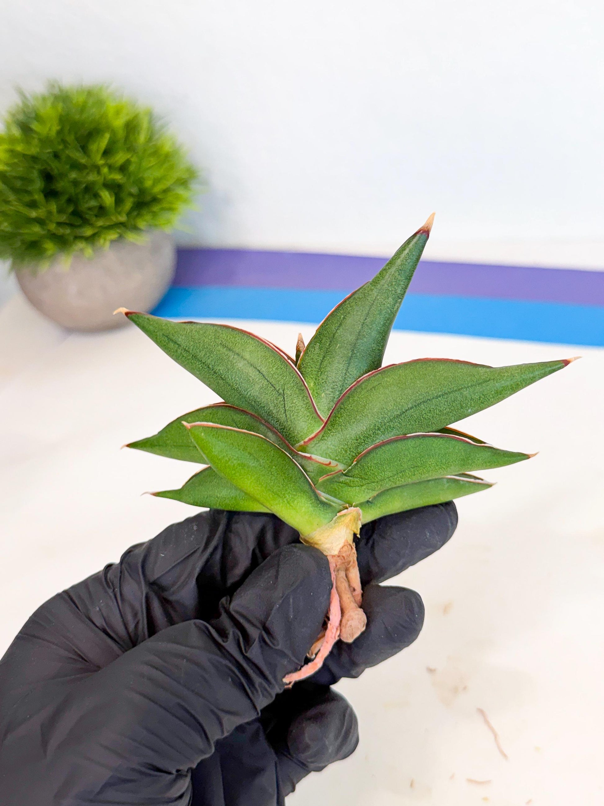 Sansevieria Sawasdee (ca3) (9) | Rare Snake Plant