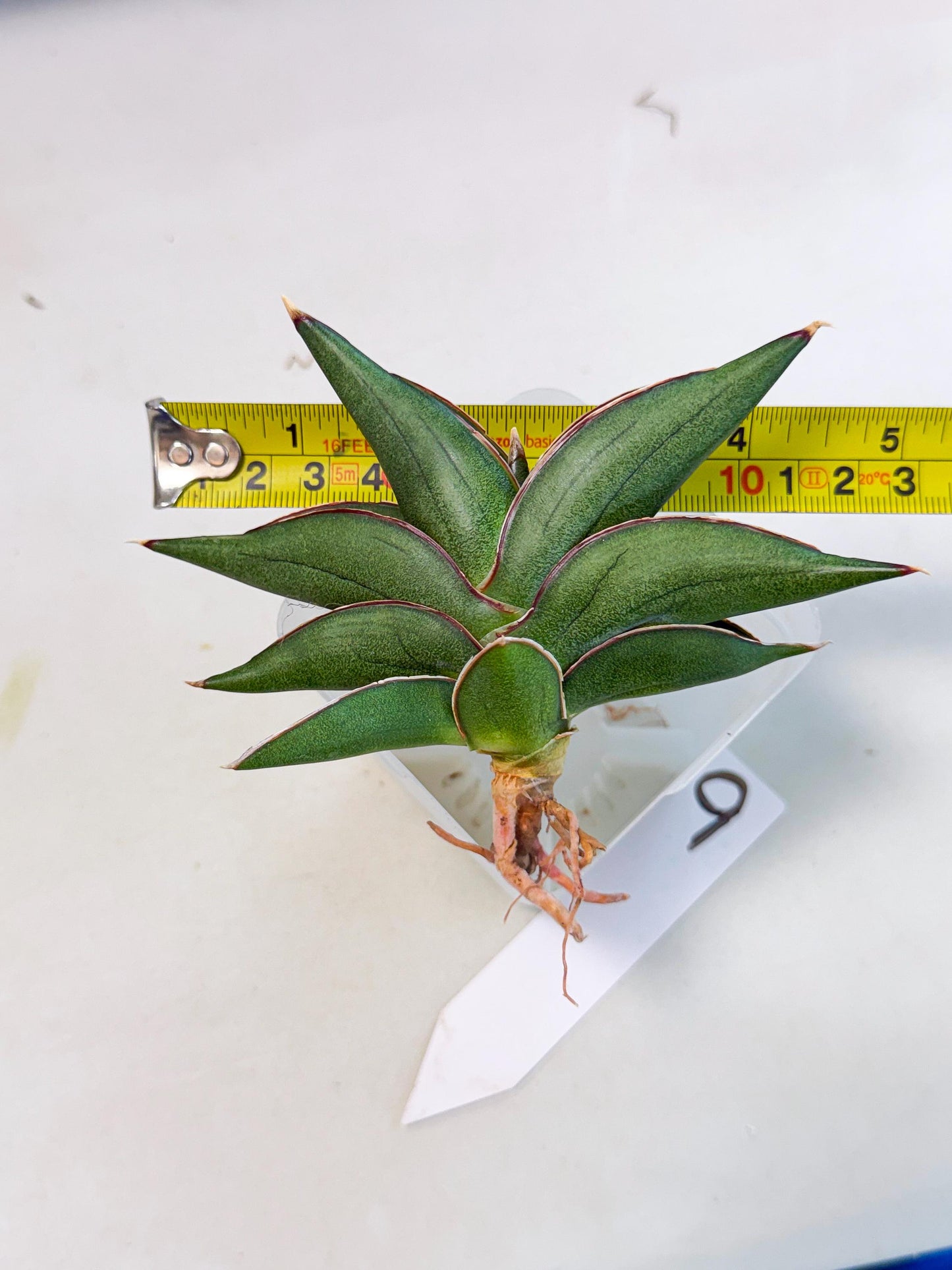 Sansevieria Sawasdee (ca3) (9) | Rare Snake Plant