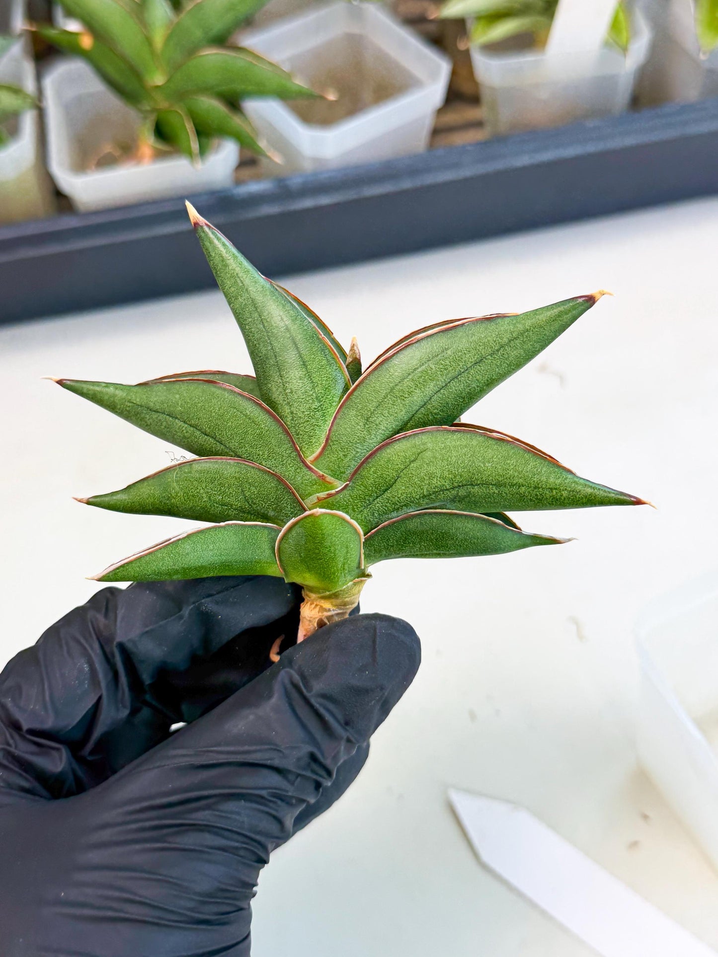 Sansevieria Sawasdee (ca3) (9) | Rare Snake Plant