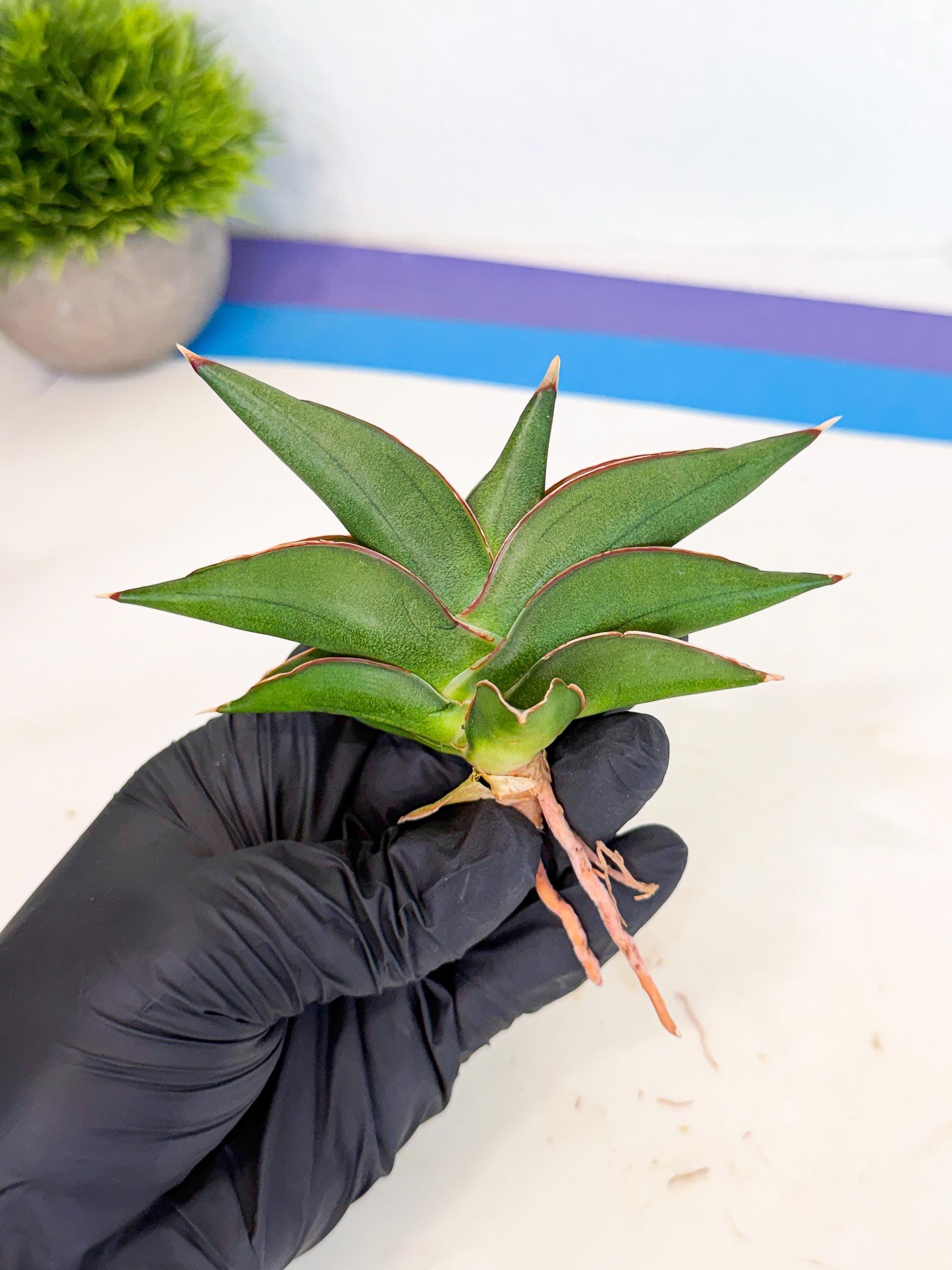 Sansevieria Sawasdee (ca3) (10) | Rare Snake Plant