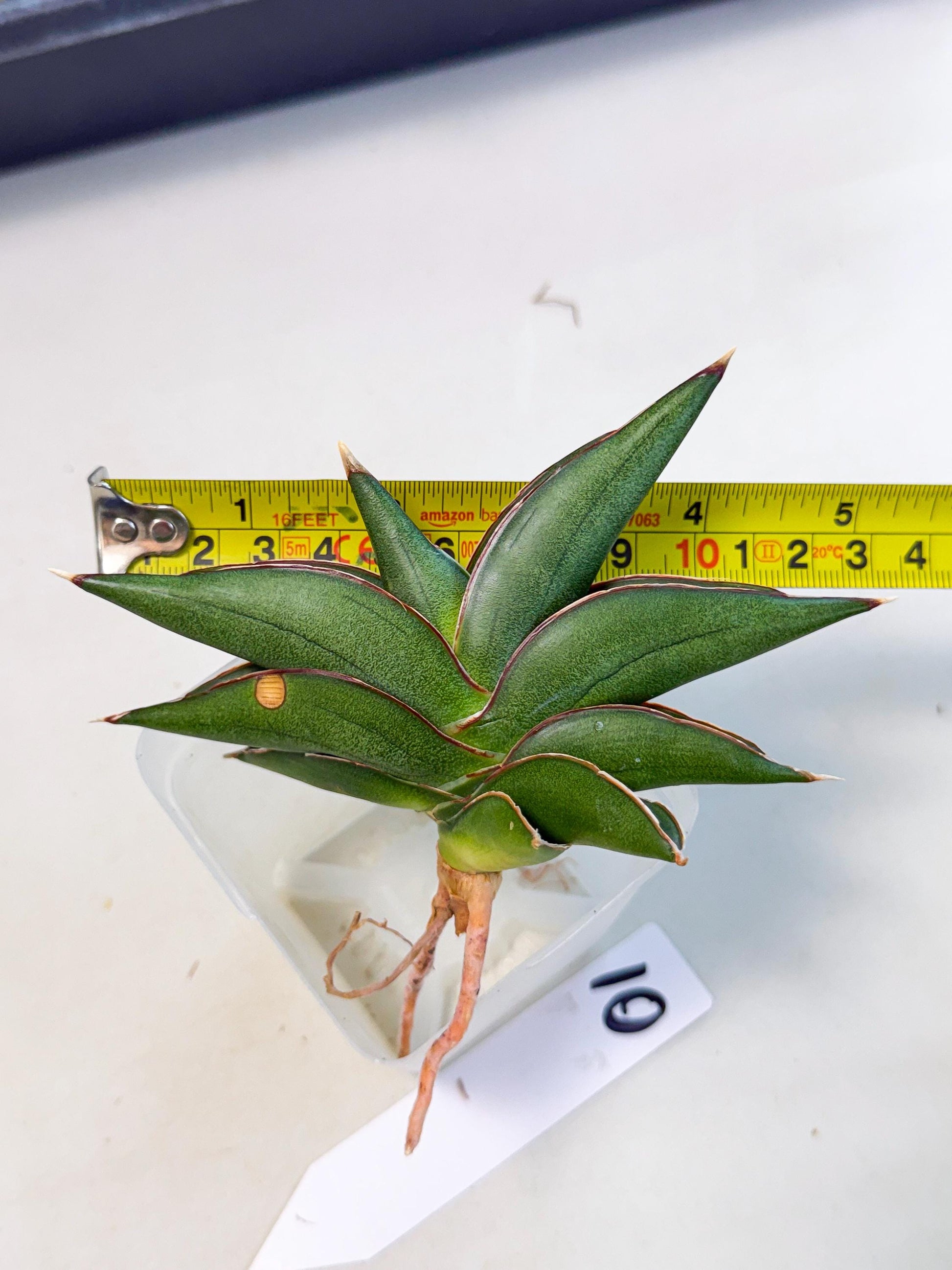 Sansevieria Sawasdee (ca3) (10) | Rare Snake Plant