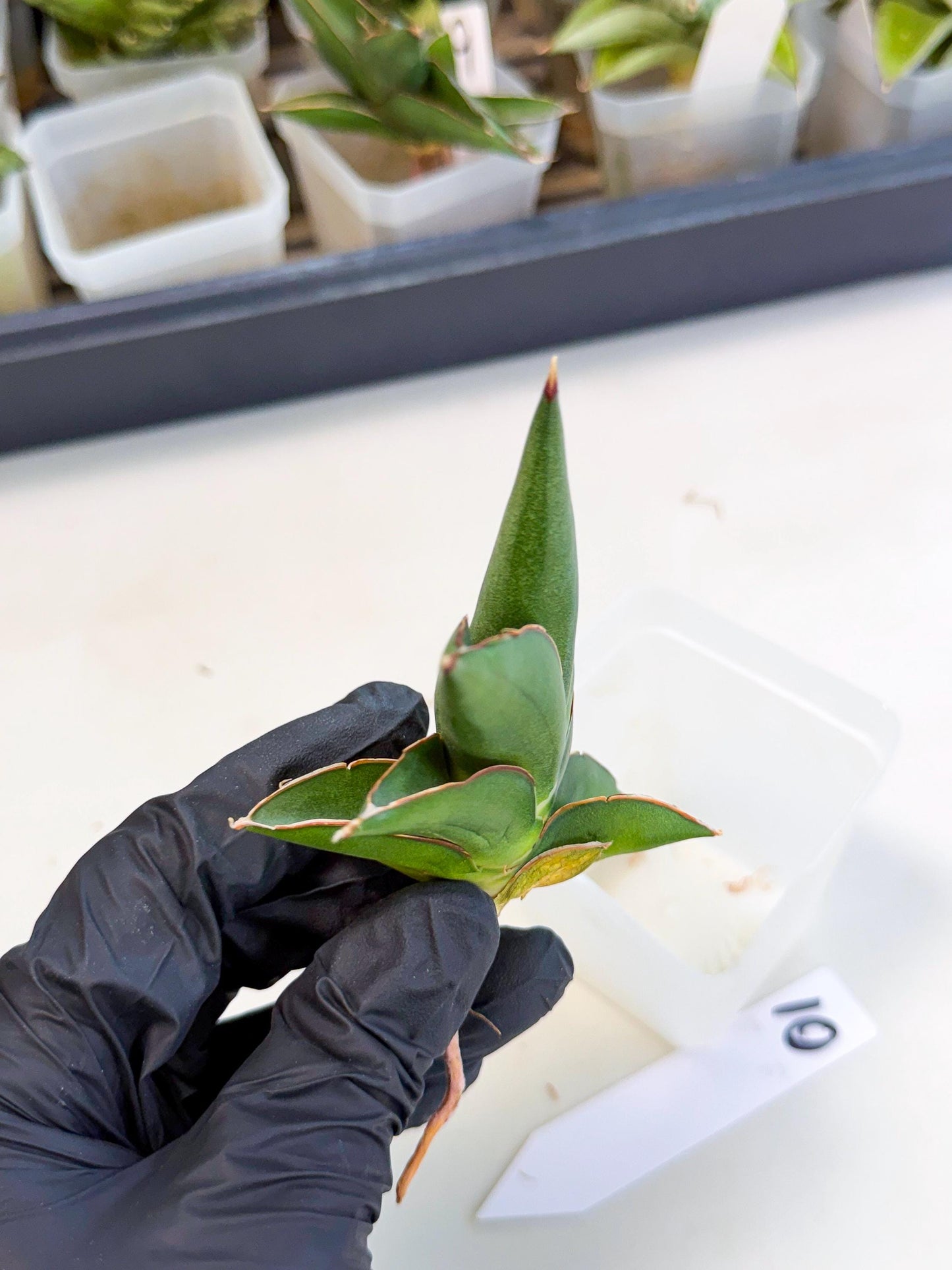 Sansevieria Sawasdee (ca3) (10) | Rare Snake Plant