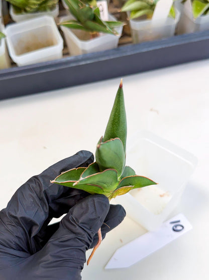 Sansevieria Sawasdee (ca3) (10) | Rare Snake Plant