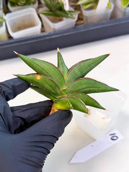 Sansevieria Sawasdee (ca3) (10) | Rare Snake Plant
