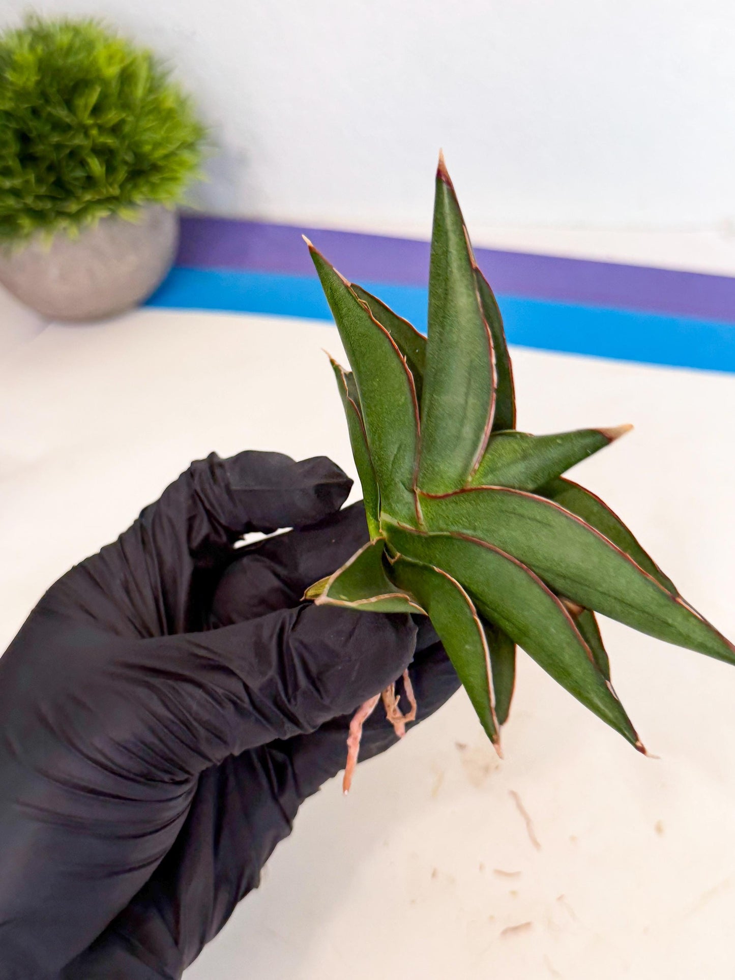 Sansevieria Sawasdee (ca3) (10) | Rare Snake Plant